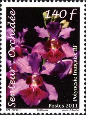 Orchids