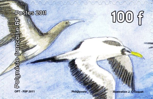 Brown Booby (Sula leucogaster), Masked Booby (Sula dactylatr