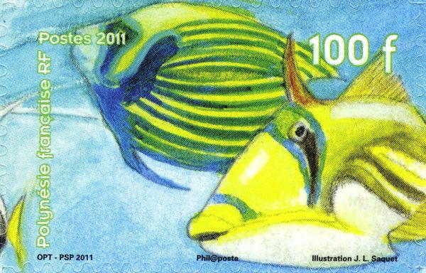 Angelfish, Picasso Fish