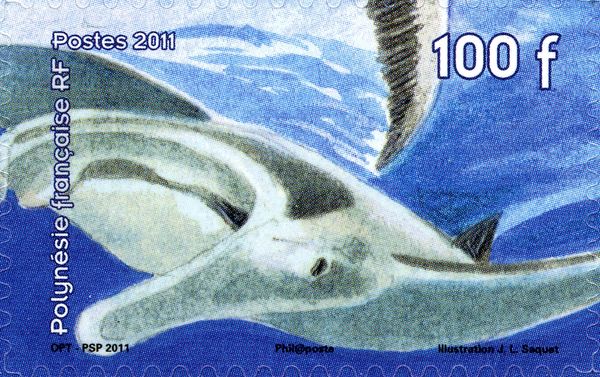 Manta
