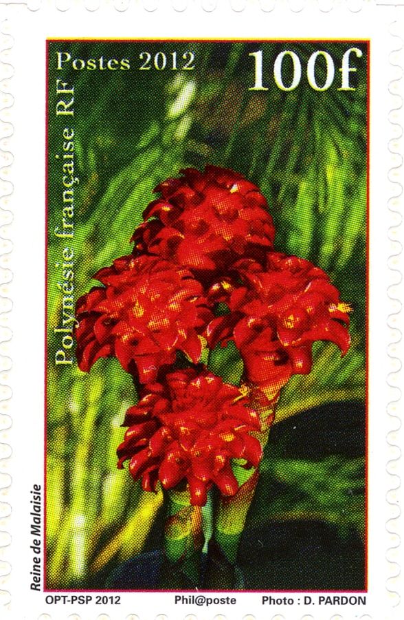 Tapeinochilus ananassae
