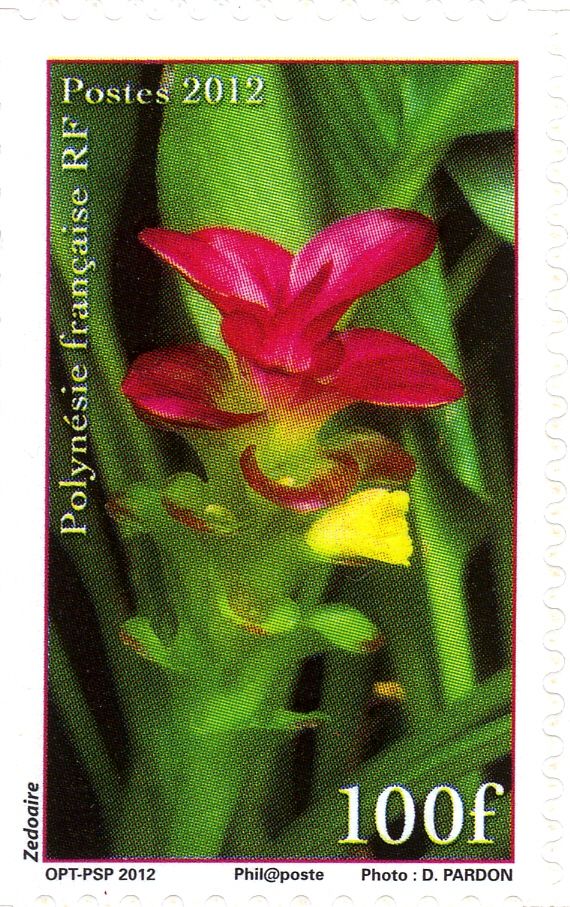 Curcuma zedoaria