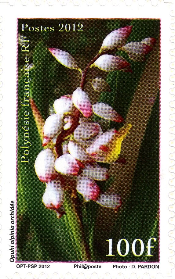 Alpinia sp