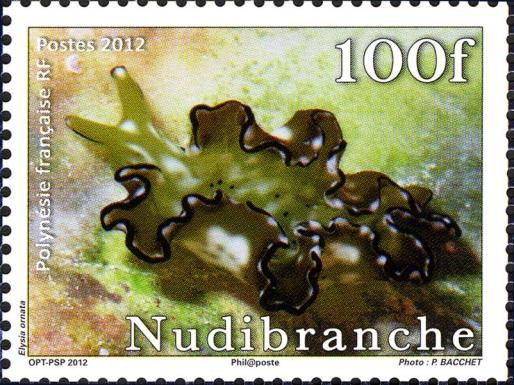 Ornate Leaf Slug (Elysia ornata)