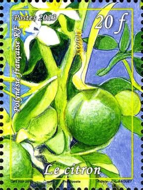 Lemon (Citrus limon)