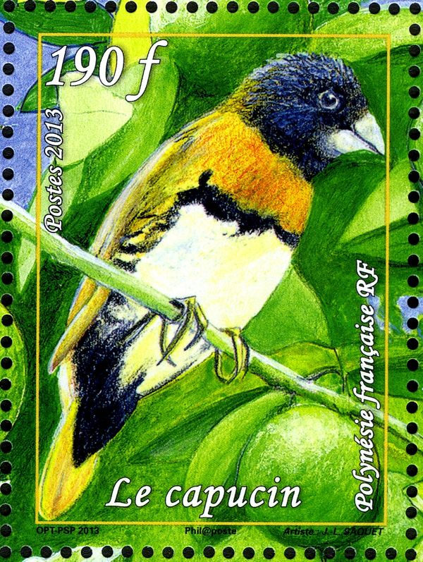 Chestnut-breasted Munia (Lonchura castaneothorax)