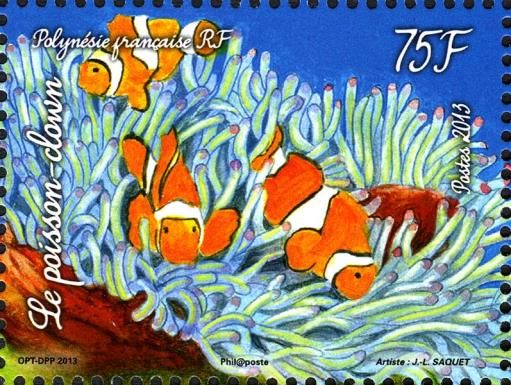 Clownfish (Amphiprion sp.)