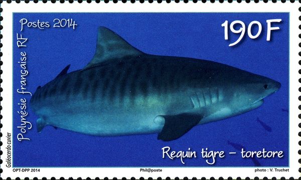 Tiger Shark (Galeocerdo cuvier)