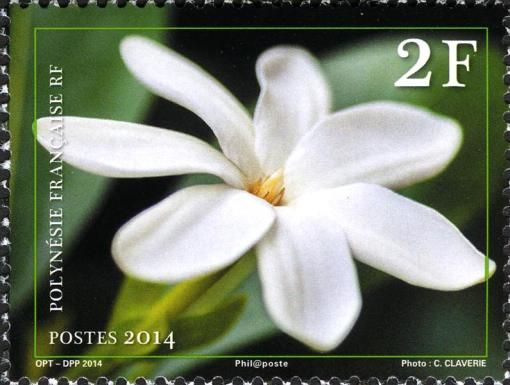 Tiaré (Gardenia taitensis)