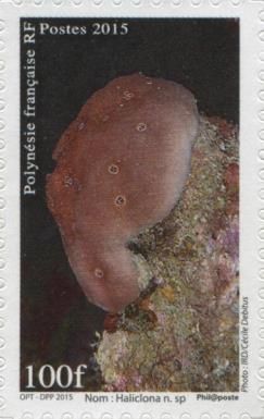 Haliclona sp.