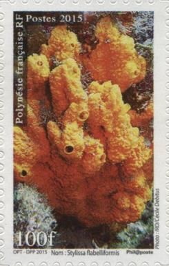 Stylissa flabelliformis
