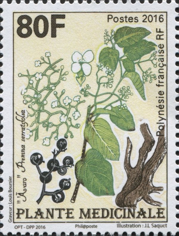 Avaro (Premna serratifolia)
