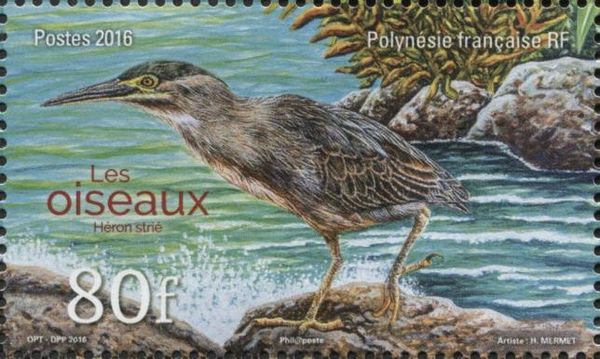 Striated Heron (Butorides striata)