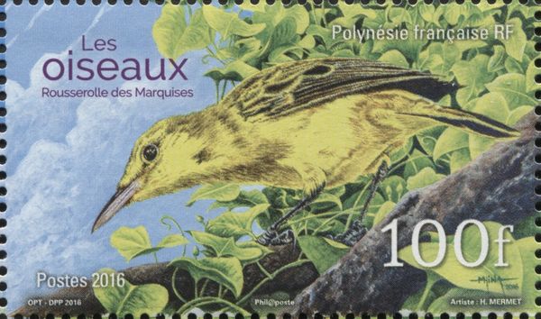 Southern Marquesan Reed Warbler (Acrocephalus mendanae)