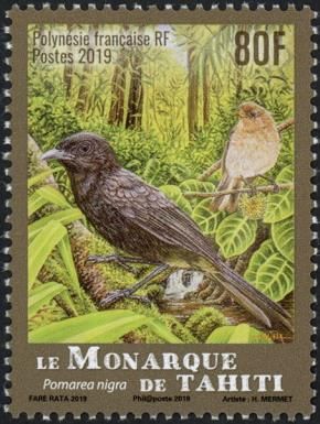 Tahiti Monarch (Pomarea nigra)
