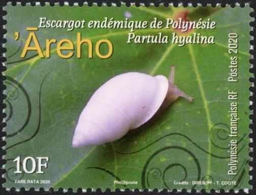 Polynesian Tree Snail (Partula hyalina)