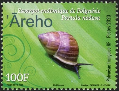 Polynesian Tree Snail (Partula nodosa)