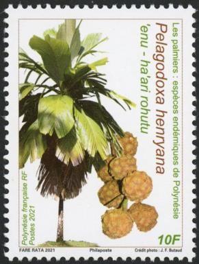 Pelagodoxa henryana