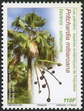Pritchardia mitiaroana