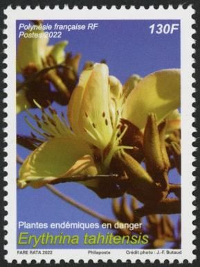 Erythrina tahitensis
