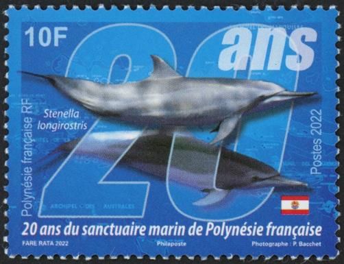 Spinner Dolphin (Stenella longirostris)