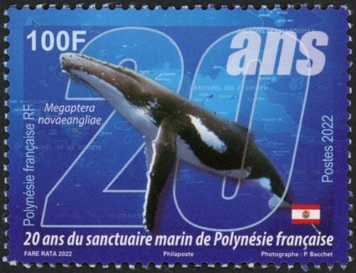 Humpback Whale (Megaptera novaeangliae)