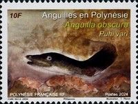 Pacific Shortfinned Eel (Anguilla obscura)