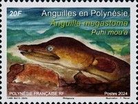 Polynesian Longfinned Eel (Anguilla megastoma)