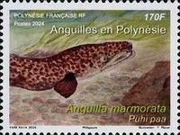 Giant Mottled Eel (Anguilla marmorata)