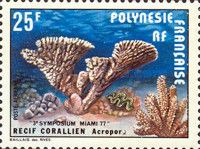 Elkhorn Coral (Acropora sp.)