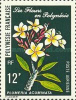 Plumeria acuminata