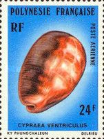 Tummy Cowrie (Cypraea ventriculus)