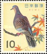 Oriental Turble Dove (Streptopelia orientalis)