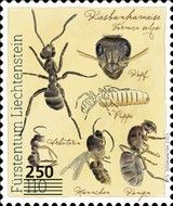 Alpine Silver Ant (Formica selysi) Surcharged