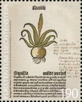 Illustration from Herbarius Latinus