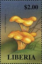 Cantharellus Cibarius