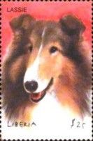 Collie Lassie