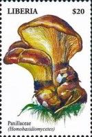 Chanterelle (Paxillus Sp.)