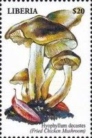 Brown Rasling (Lyophyllum Decastes)