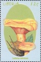 Edelreizker (Lactarius Deliciosus)