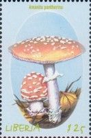 Panther Mushroom (Amanita Pantherina)