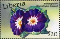 Tricolor Morning Glory (Convolvulus Tricolor)