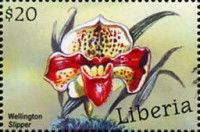 Ladys Slipper (Cypripedium Sp.)