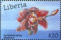 Cymbidium Bexley