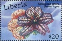 Trumpet Tongue (Salpiglossis Sinuata)