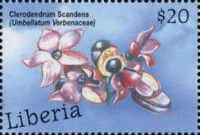 Lot Tree (Clerodendrum Scandens)