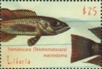 Trematocara Macrostoma