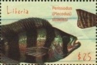 Plecodus Straeleni