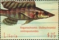 Reganochromis Centropomoides