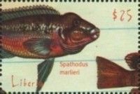 Spathodus Marlieri